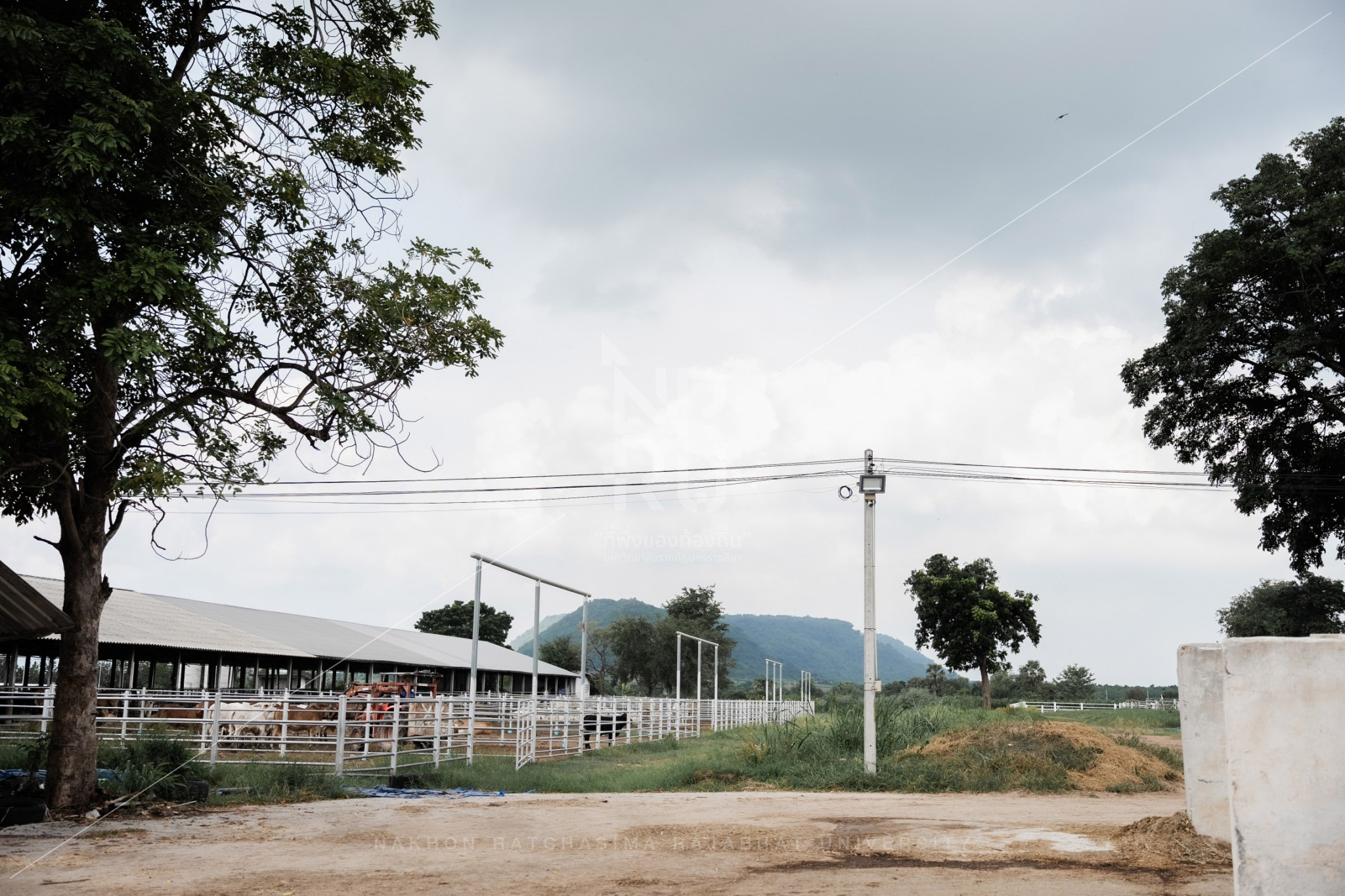 YZ Beef Cattle Farm in Si Khio District (6)